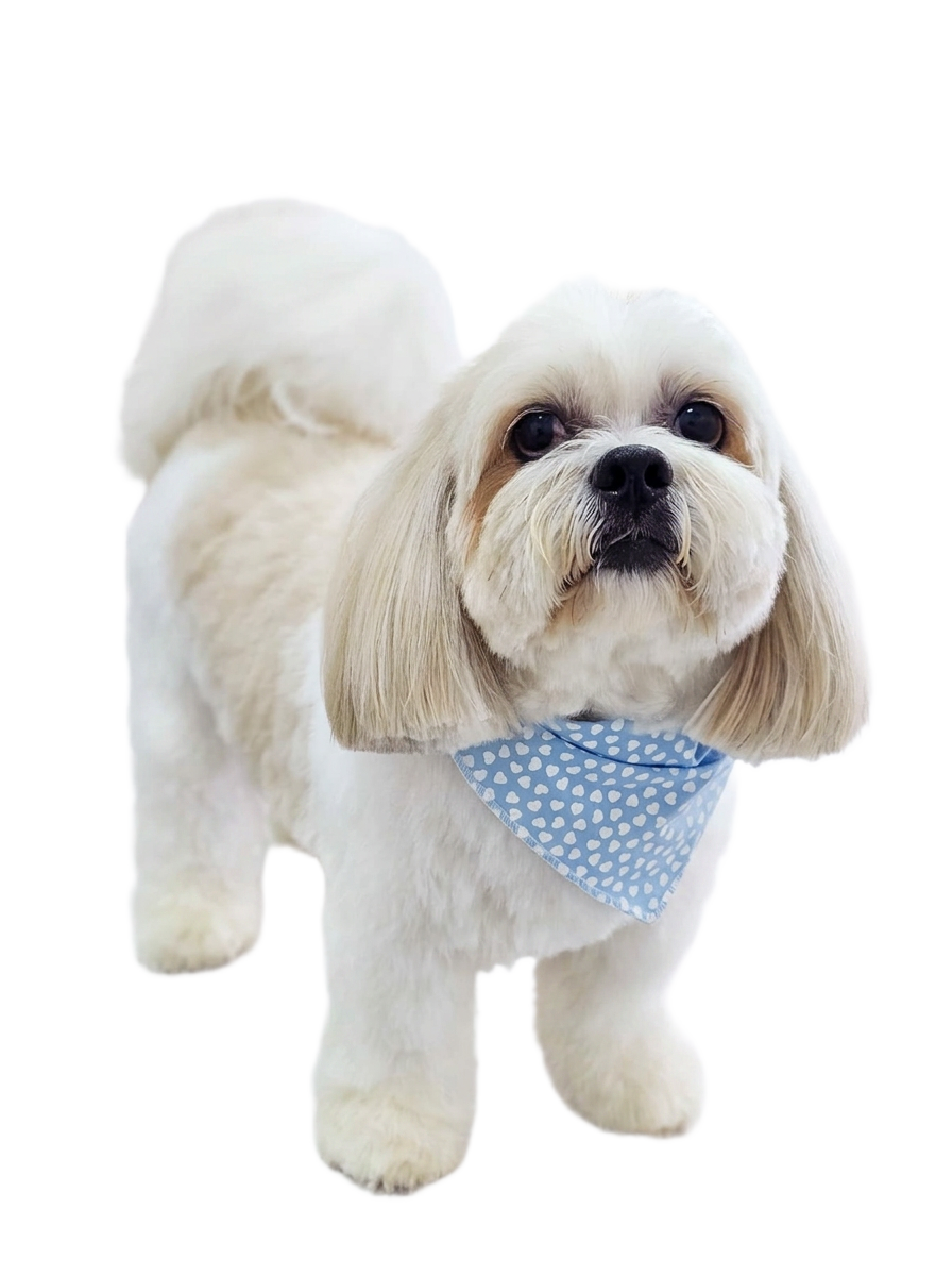 Snow, mascote oficial da A Mente do Snow — Bichon branco