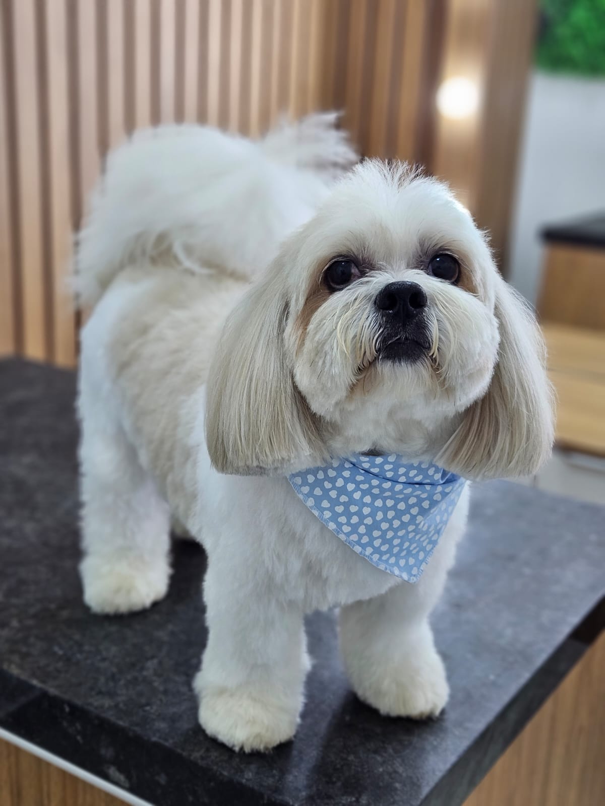 Snow, mascote da A Mente do Snow — Bichon branco com bandana azul